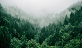 EU’s avskogningsdirektiv (EUDR)