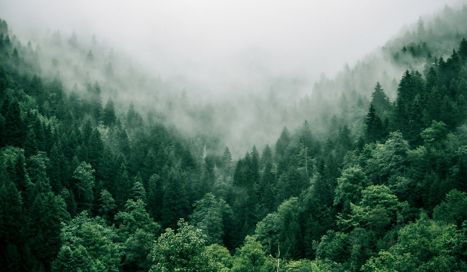 EU’s avskogningsdirektiv (EUDR)